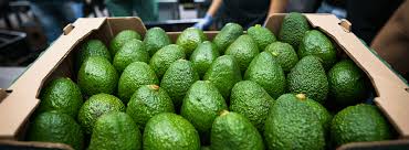 Imagen de Aguacate